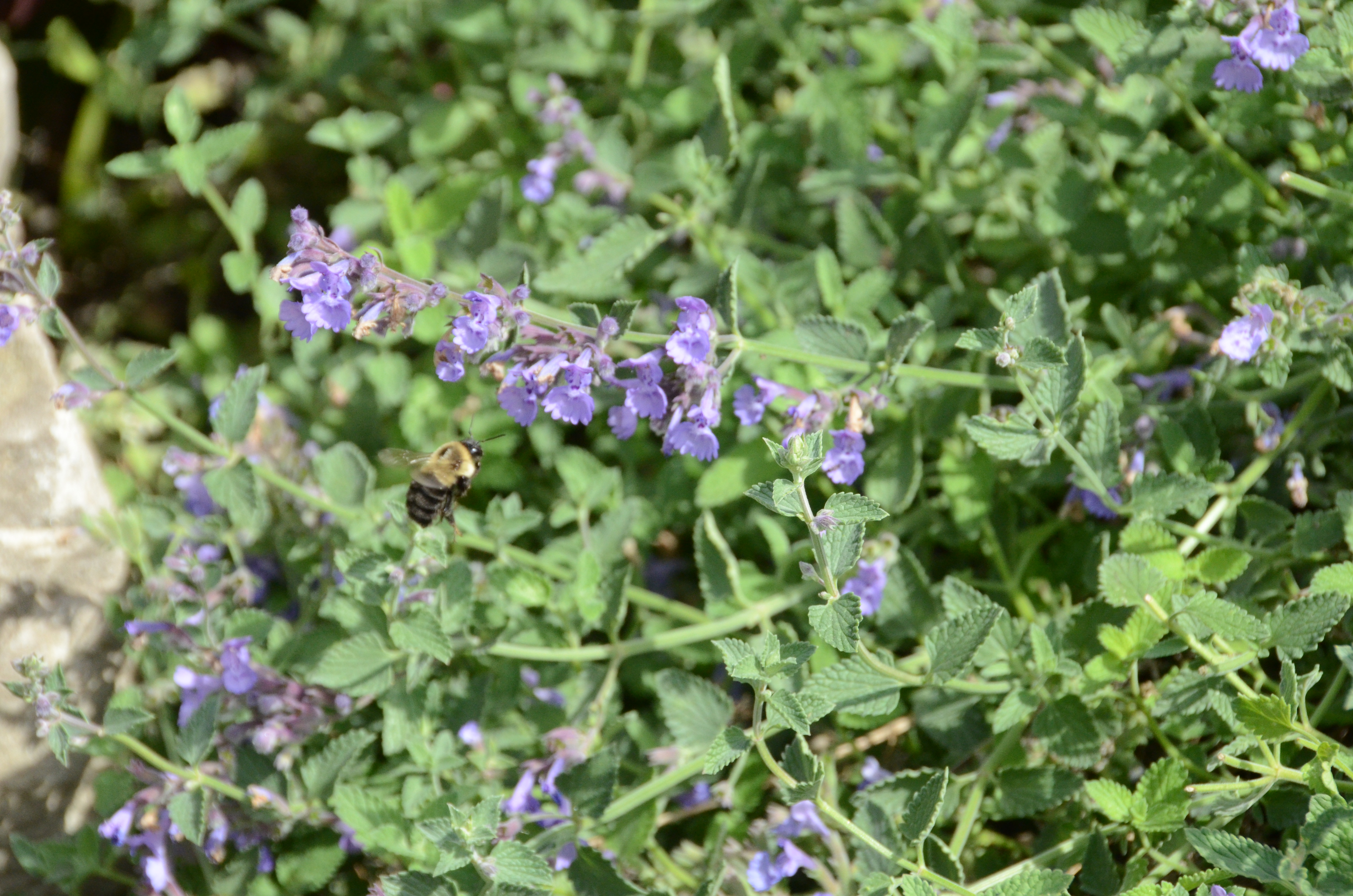 this is purely decorative. its a picture of a bumble bee with a purple flower